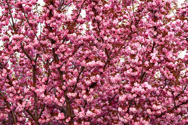10 JAPANESE FLOWERING CHERRY Tree Oriental Prunus Serrulata Flower Seeds